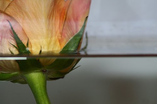 flower  water  blossom