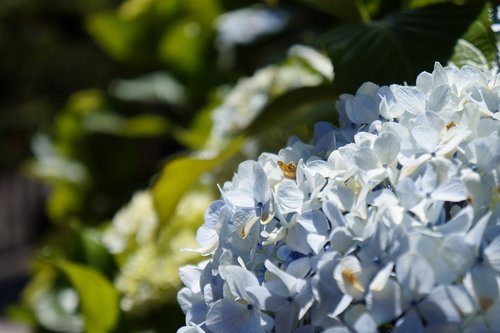 flower  fresh  blue