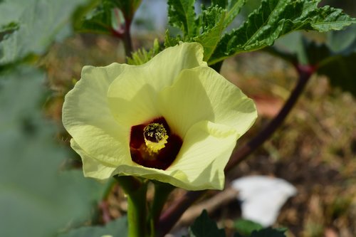 flower  green  nature