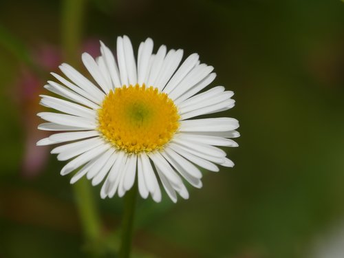 flower  marguerite  summer