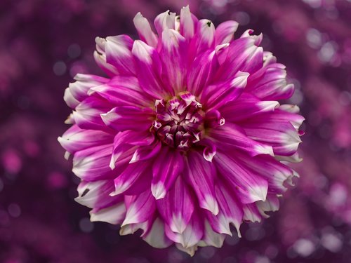 flower  dahlia  nature