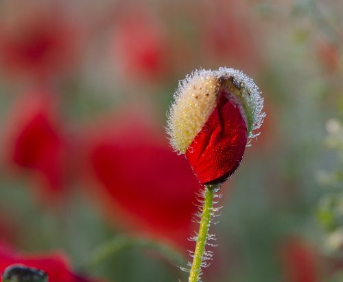flower  morning  red