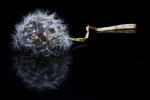 flower  macro  dandelion