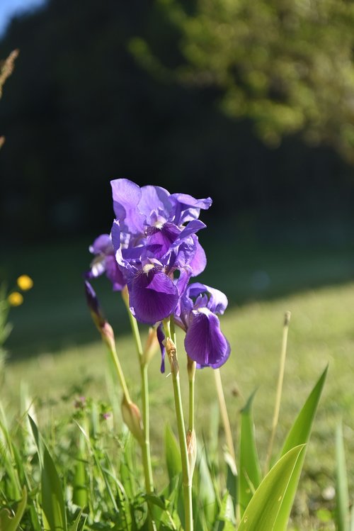 flower  violet  iris