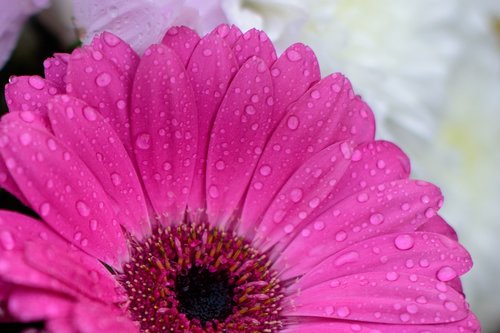 flower  pink  rain