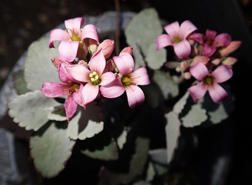 flower  pink  garden