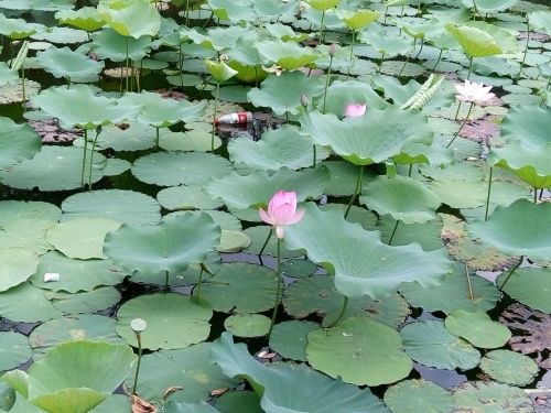 flower lotus pond