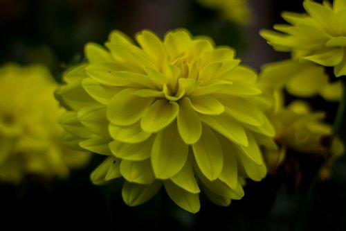 flower  yellow flower  nature