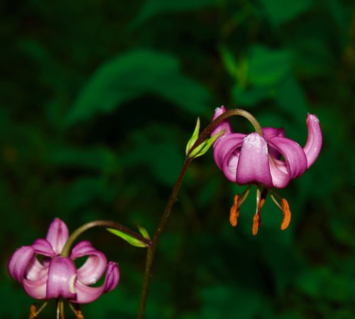 flower  botanical  plant