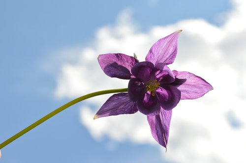 flower  summer  lilac