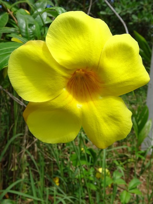 flower  yellow  thailand