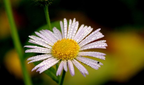 flower  white  drops