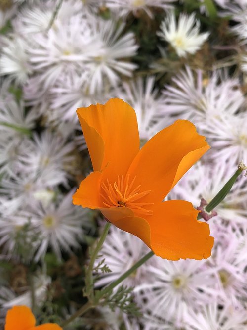 flower  floral  orange