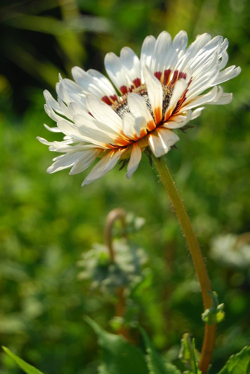 flower  white  sun