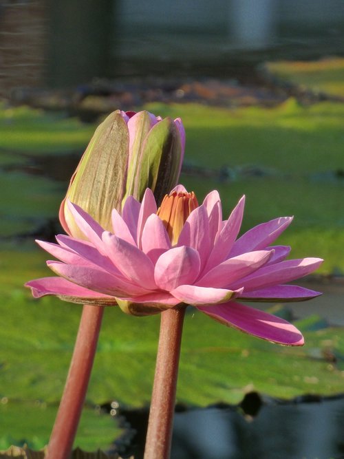flower  lily  pond