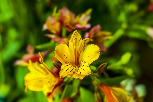 flower  wild  flower beautiful