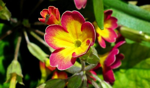 flower  primula  spring