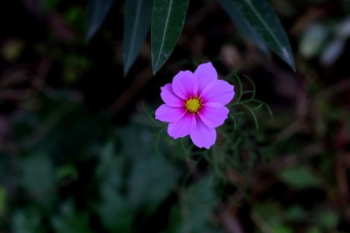 flower  mov  pink