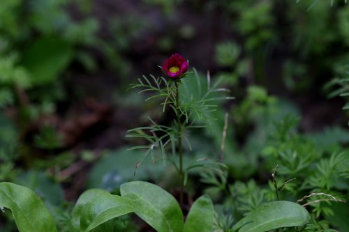 flower  garnet-red  plant