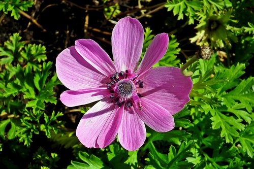 flower  anemone  garden