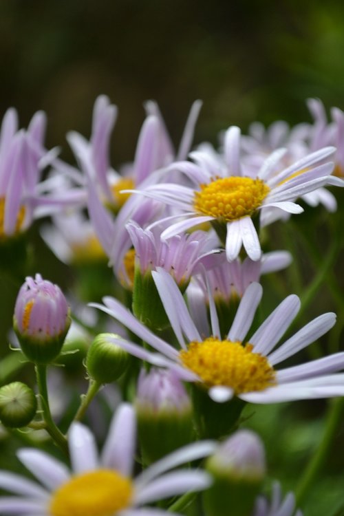 flower  purple  nature