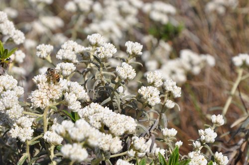 flower  white  nature