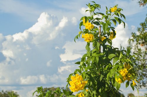 flower  yellow  sky