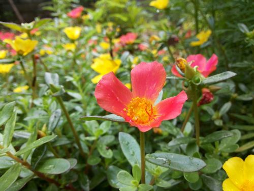 flower red nature