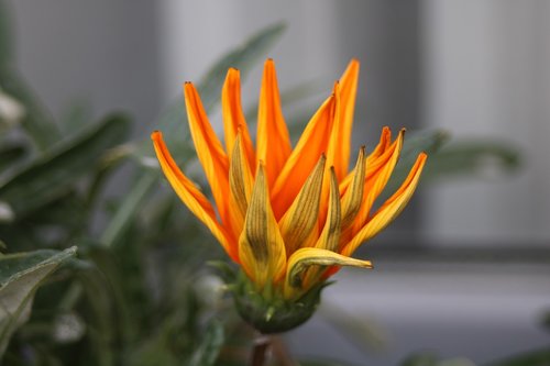 flower  nature  orange