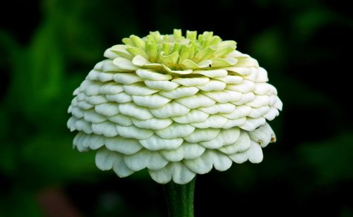 flower  zinnia  white