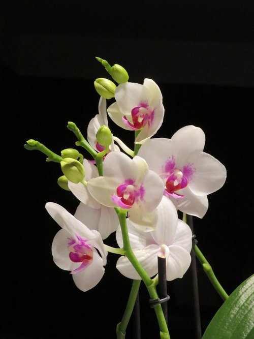 flower  orchid  white and pink