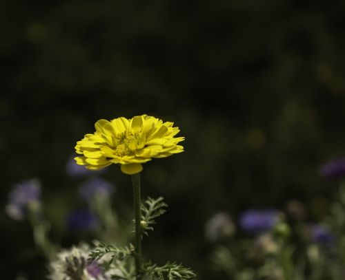 flower yellow nature