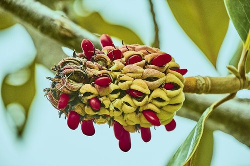 flower  fruits  plant