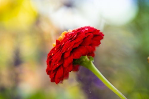 flower  red  macro