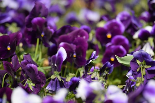 flower  pansy  purple