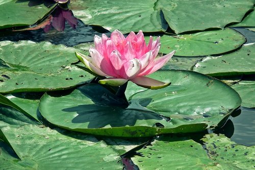 flower  water lilies  nature