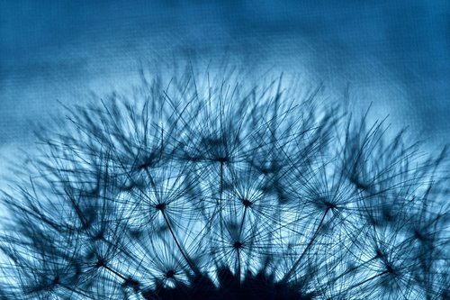 flower  dandelion  plant