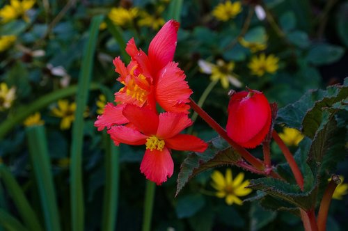 flower  color  red