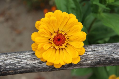 flower  yellow  nature