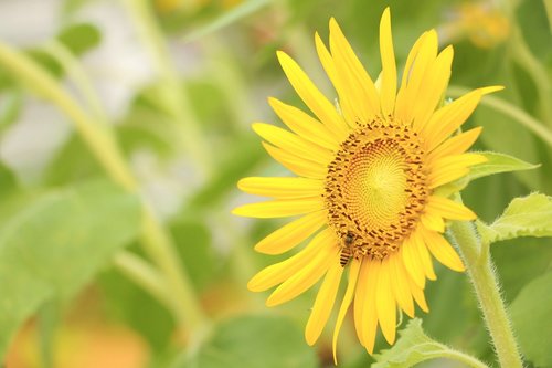 flower  sunflower  yellow