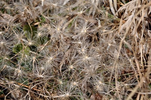flower  star  grass