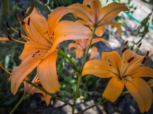 flower  orange  flora