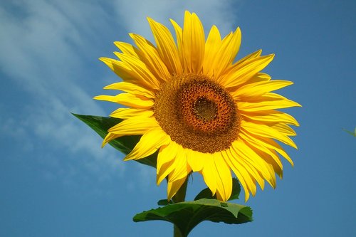 flower  sunflower  yellow