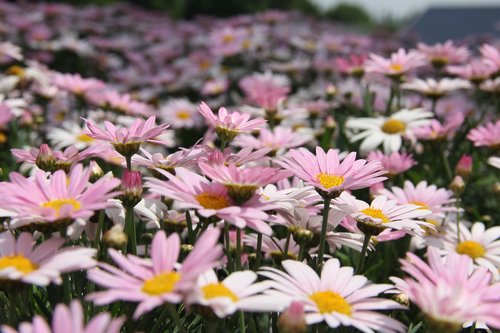 flower  spring  pink