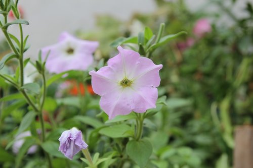 flower  nature  purple flowers