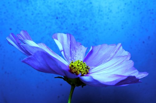 flower  blue  macro