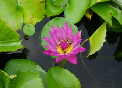 flower  thailand  lotus