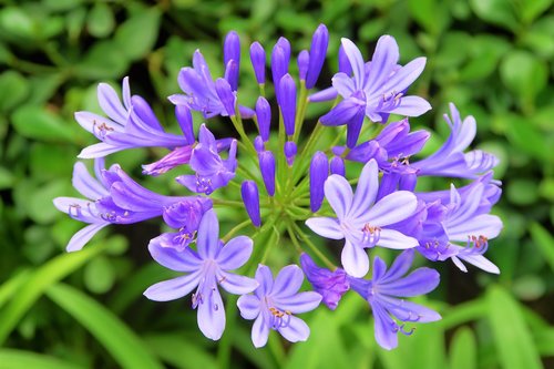 flower  nature  plant