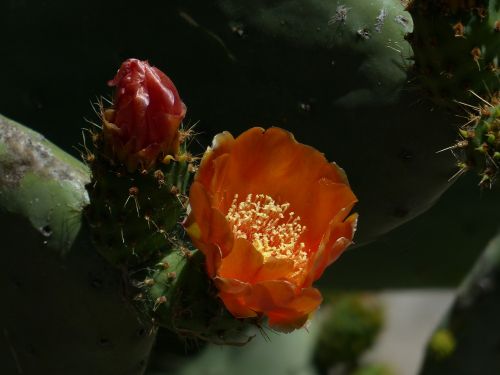 blossom bloom cactus
