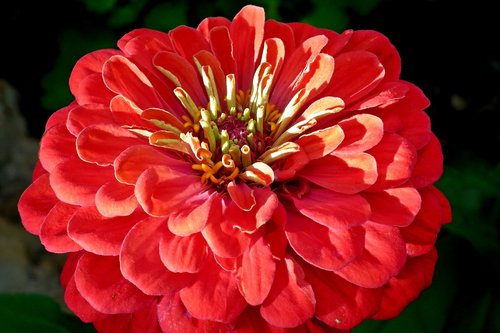 flower  zinnia  red